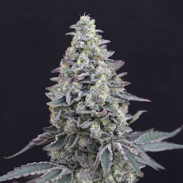 Georgia Cream Auto (Exotic Seed) femminizzata