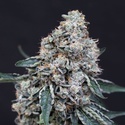 Quick Wash (Exotic Seed) femminizzata