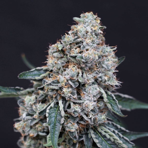 Quick Wash (Exotic Seed) femminizzata