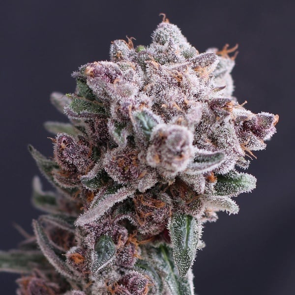 Tangie Smasher Auto (Exotic Seed) femminizzata