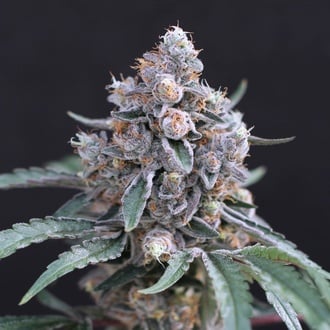 Turbo Junky (Exotic Seed) femminizzata