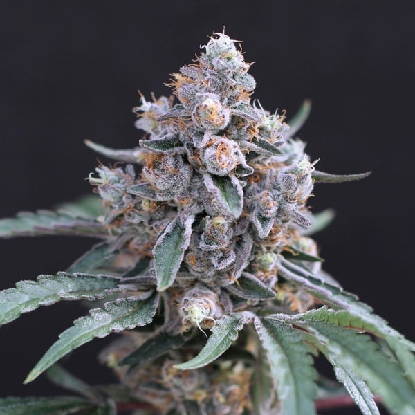 Turbo Junky (Exotic Seed) femminizzata