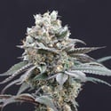 The Clash (Exotic Seed) femminizzata