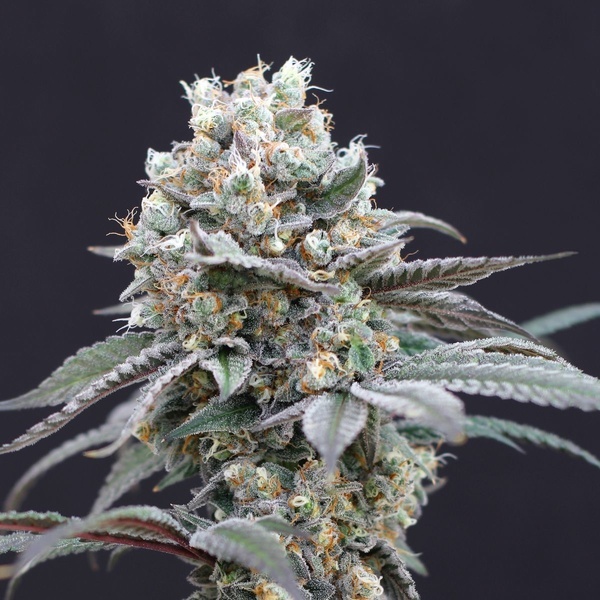 The Clash (Exotic Seed) femminizzata