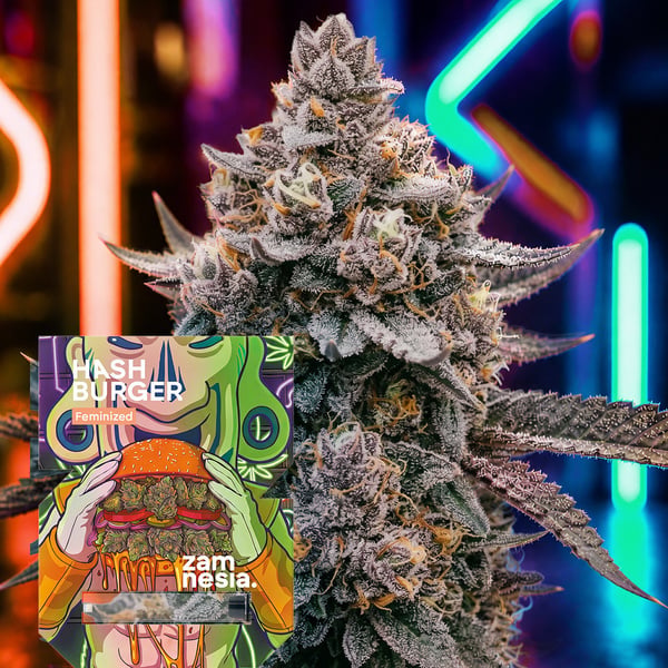 Hash Burger (Zamnesia Seeds) femminizzata