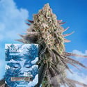 Blue Dream Fast Version (Zamnesia Seeds) femminizzata