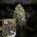 Gorilla Piss Fast Version (Zamnesia Seeds) femminizzata