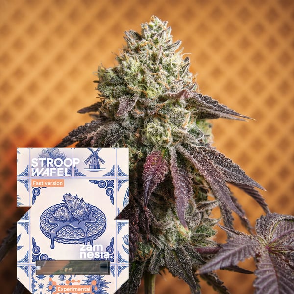 Stroopwafel Fast Version (Zamnesia Seeds) femminizzata