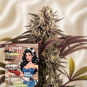 Cream Pie Fast Version (Zamnesia Seeds) femminizzata