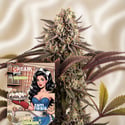 Cream Pie Fast Version (Zamnesia Seeds) femminizzata