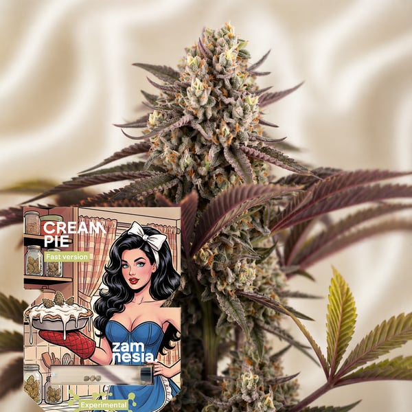 Cream Pie Fast Version (Zamnesia Seeds) femminizzata