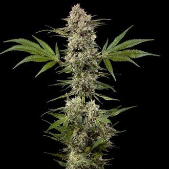 Banana Runtz F1 (Barney's Farm) femminizzata