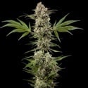 Banana Runtz F1 (Barney's Farm) femminizzata