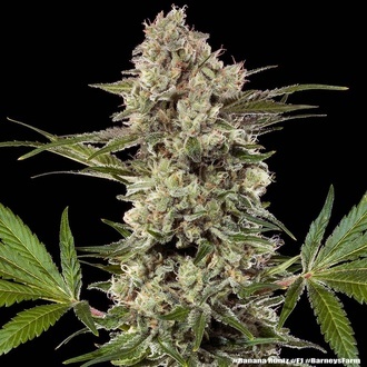 Banana Runtz F1 (Barney's Farm) femminizzata