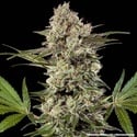 Banana Runtz F1 (Barney's Farm) femminizzata