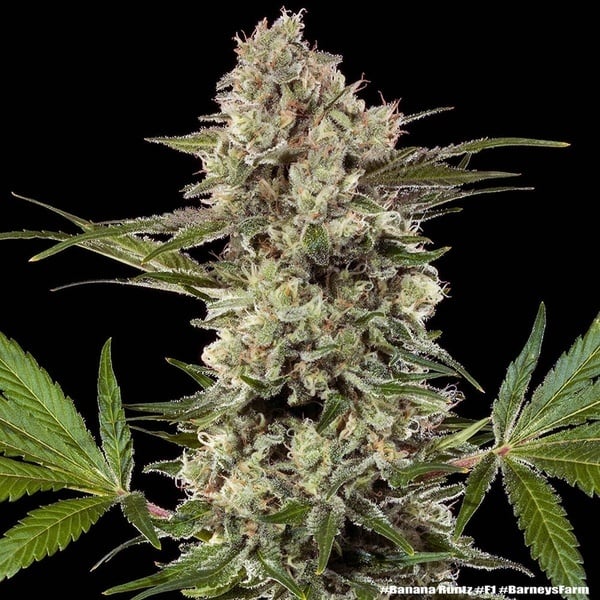 Banana Runtz F1 (Barney's Farm) femminizzata