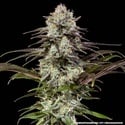 London Pound Cake F1 (Barney's Farm) femminizzata