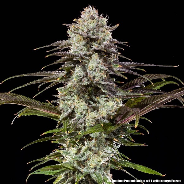 London Pound Cake F1 (Barney's Farm) femminizzata