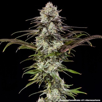 London Pound Cake F1 (Barney's Farm) femminizzata