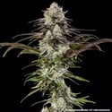 London Pound Cake F1 (Barney's Farm) femminizzata