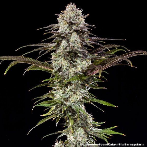 London Pound Cake F1 (Barney's Farm) femminizzata