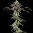 RS11 F1 (Barney's Farm) femminizzati