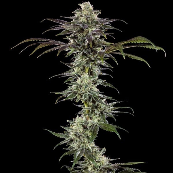RS11 F1 (Barney's Farm) femminizzati