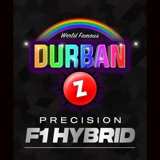 Durban Z F1 (Barney's Farm) femminizzati