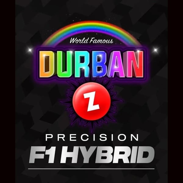 Durban Z F1 (Barney's Farm) femminizzati