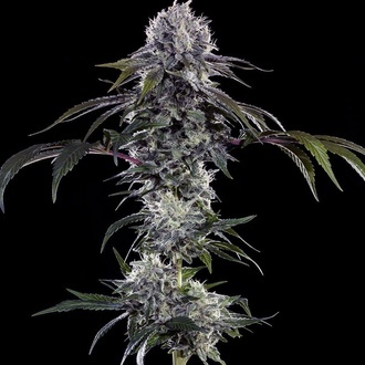 Durban Z F1 (Barney's Farm) femminizzati