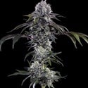 Durban Z F1 (Barney's Farm) femminizzati