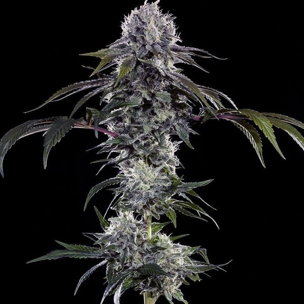 Durban Z F1 (Barney's Farm) femminizzati