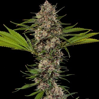 MAC 1 F1 (Barney's Farm) femminizzati