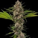 MAC 1 F1 (Barney's Farm) femminizzati
