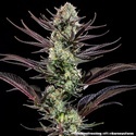 Thin Mint Frosting F1 (Barney's Farm) femminizzata