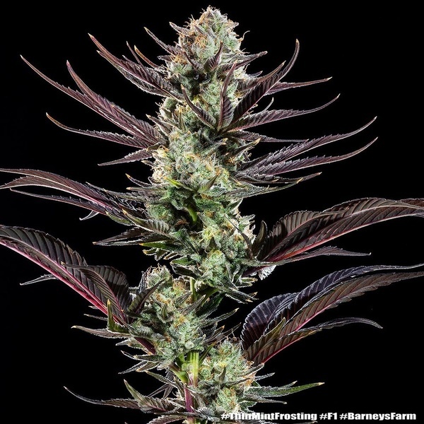 Thin Mint Frosting F1 (Barney's Farm) femminizzata