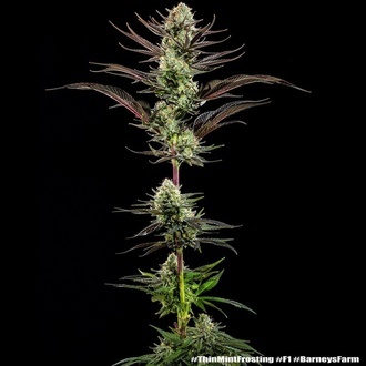 Thin Mint Frosting F1 (Barney's Farm) femminizzata