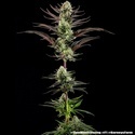 Thin Mint Frosting F1 (Barney's Farm) femminizzata