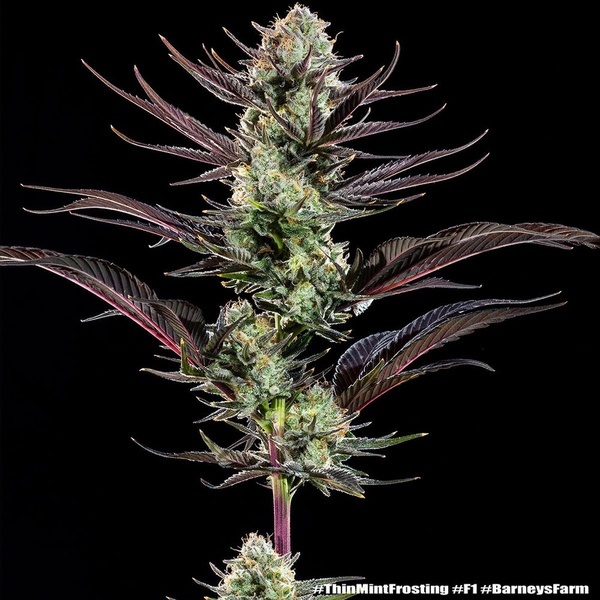Thin Mint Frosting F1 (Barney's Farm) femminizzata