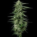 Blueberry Honey (Humboldt Seed Company) femminizzata