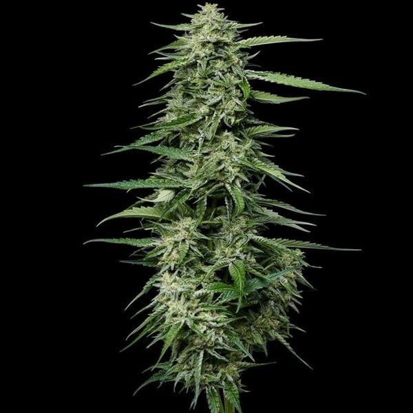 Blueberry Honey (Humboldt Seed Company) femminizzata