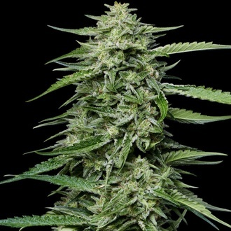 Blueberry Honey (Humboldt Seed Company) femminizzata
