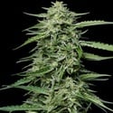 Blueberry Honey (Humboldt Seed Company) femminizzata