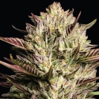California Octane Triploid (Humboldt Seed Company) femminizzata