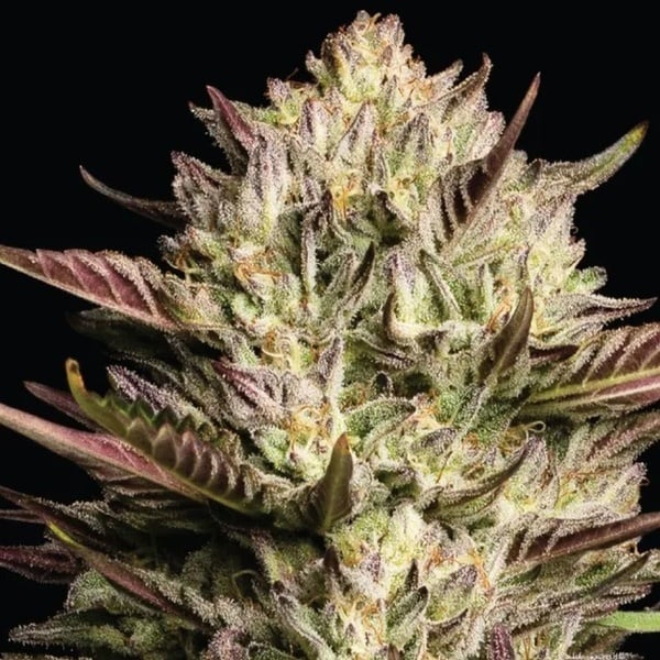 California Octane Triploid (Humboldt Seed Company) femminizzata