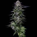 Candy Hustle (Humboldt Seed Company) femminizzata