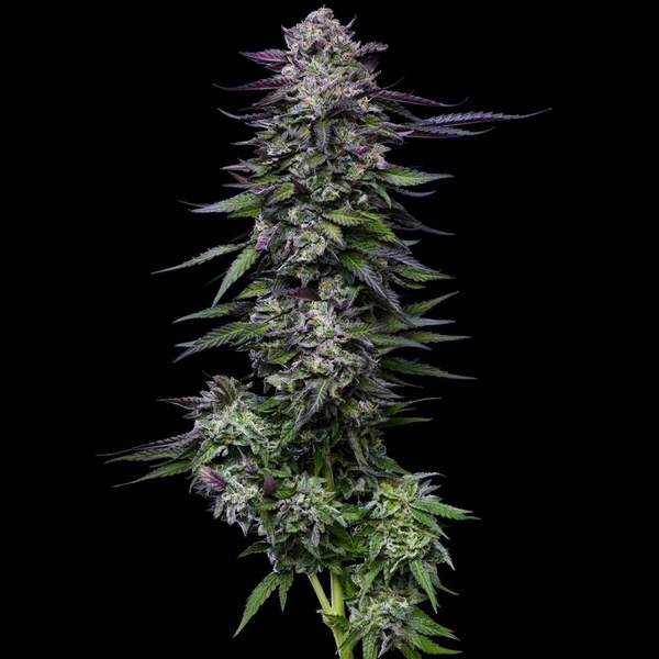 Candy Hustle (Humboldt Seed Company) femminizzata