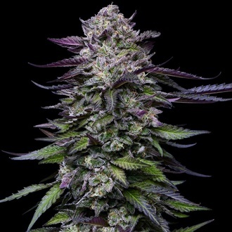 Candy Hustle (Humboldt Seed Company) femminizzata