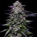 Candy Hustle (Humboldt Seed Company) femminizzata