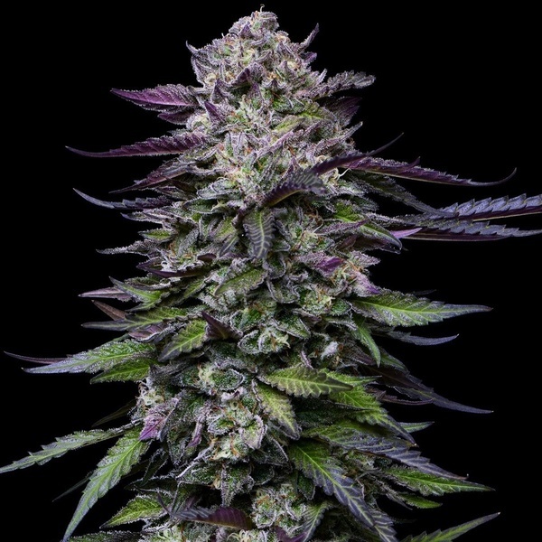 Candy Hustle (Humboldt Seed Company) femminizzata